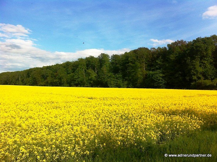Wald und Felder in Braunschweig Mascherode